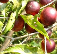 El camu camu es una fruta con un altisimo contenido de vitamina c