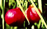 La ciruela kakadu es la fruta con mayor cantidad de vitamina c