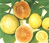 La guayaba es fruta con mucha vitamina c