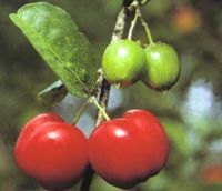 La acerola es un alimento rico en vitamina C