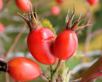 El escaramujo tiene vitamina c