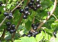 La grosella negra es un excelente alimento con un alto contenido de vitamina c
