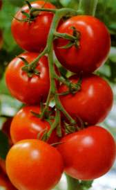Imágen de vitaminas del tomate